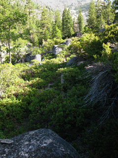 Into the brush below Campsite, Summit City Creek